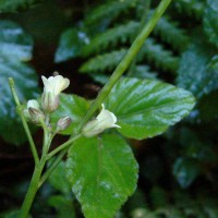 Cardamine africana L.